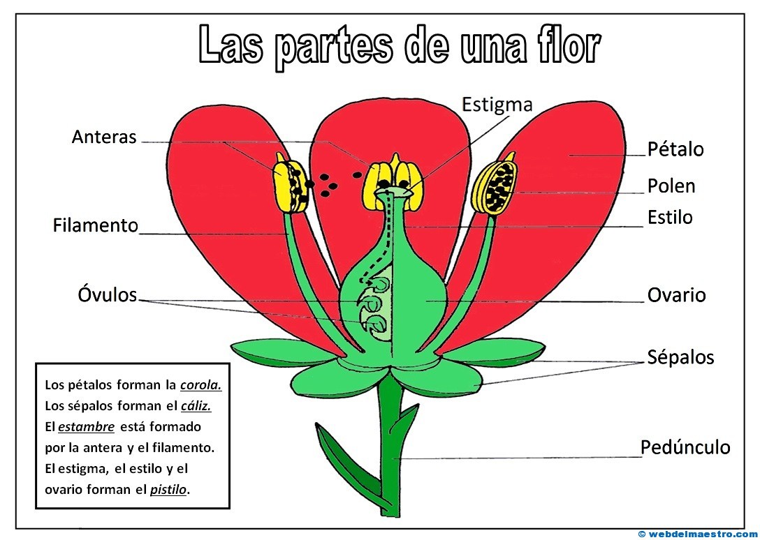 Partes De Una Flor - Web Del Maestro