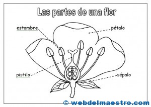 Partes De Una Flor - Web Del Maestro