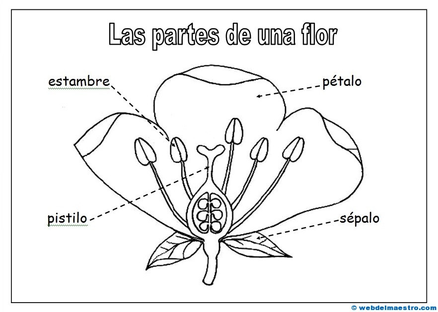 Partes de una flor para colorear - Web del maestro