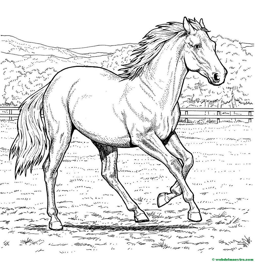 Caballos Para Colorear - Web Del Maestro