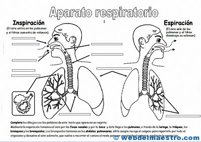 Aparato respiratorio primaria-1