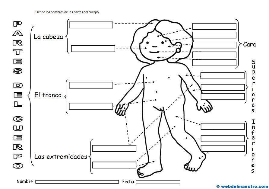 El cuerpo humano para niños - Web del maestro