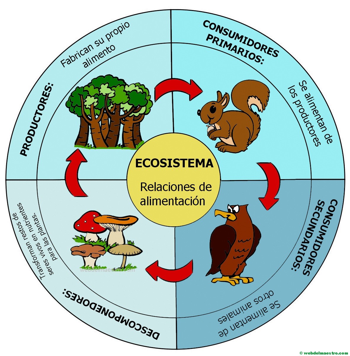 Ecosistema | Cadena Alimenticia - Web Del Maestro