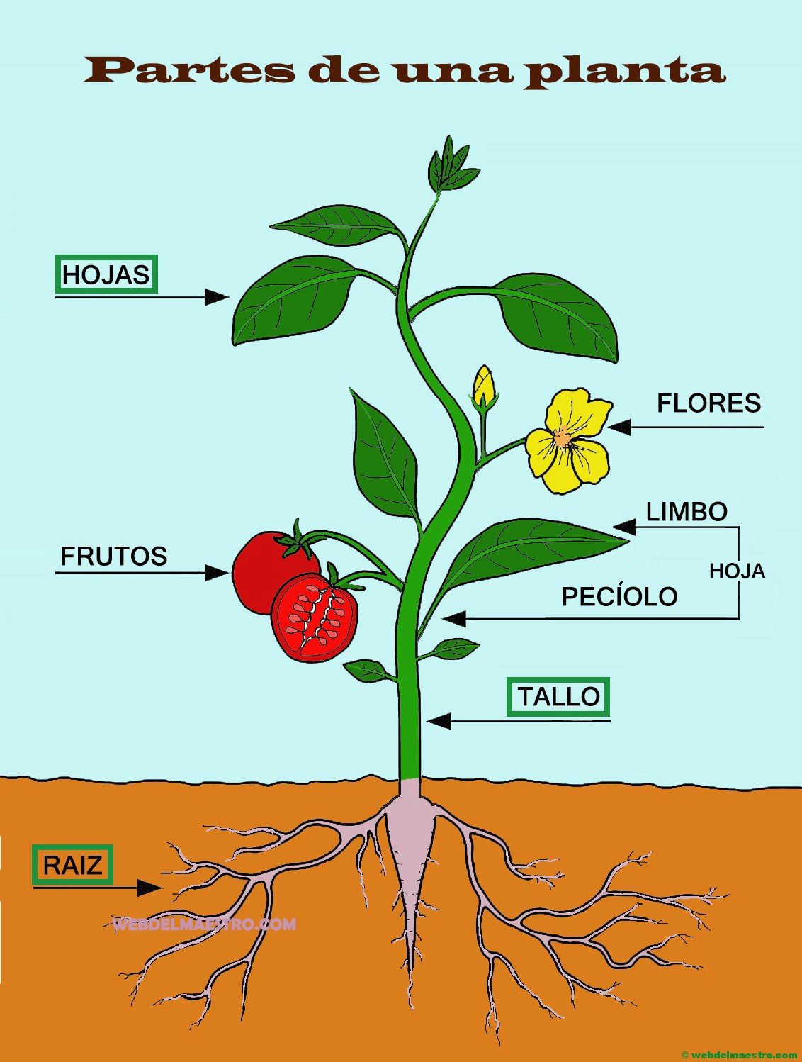 Partes De Una Planta-CARTEL- Web Del Maestro