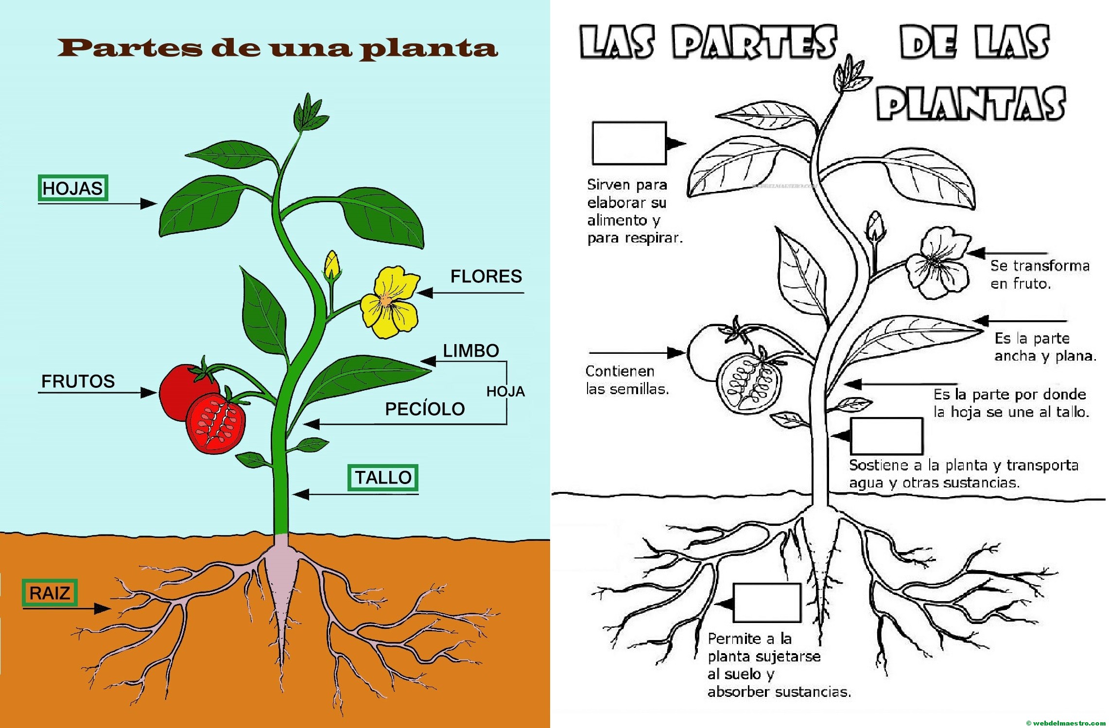 Resultado de imagen de partes de la planta