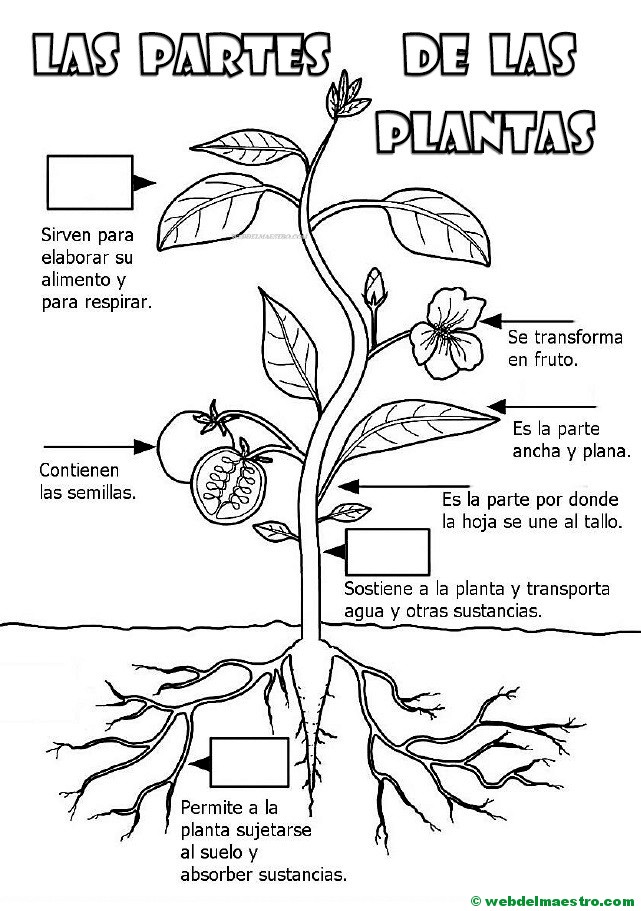 Partes De Una Planta Para Niños De Primaria - Web Del Maestro