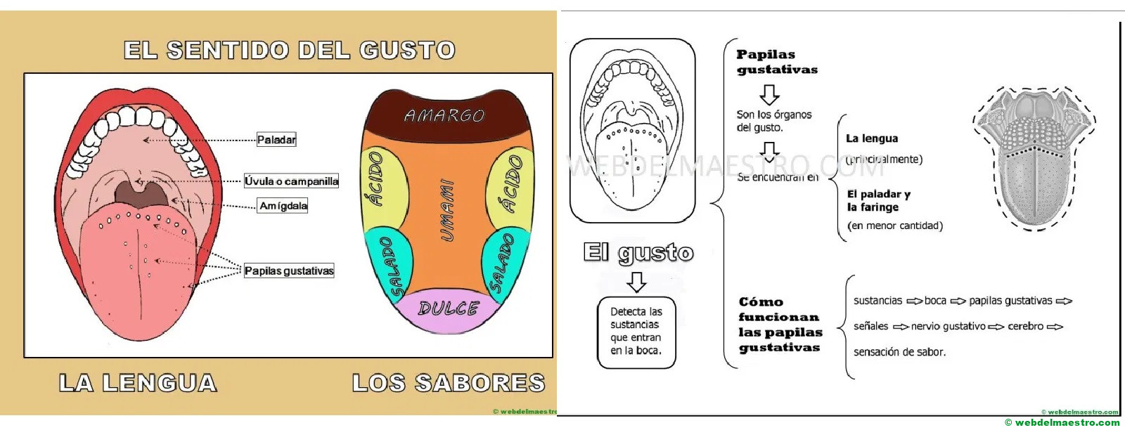 Los Cinco Sentidos - Web Del Maestro