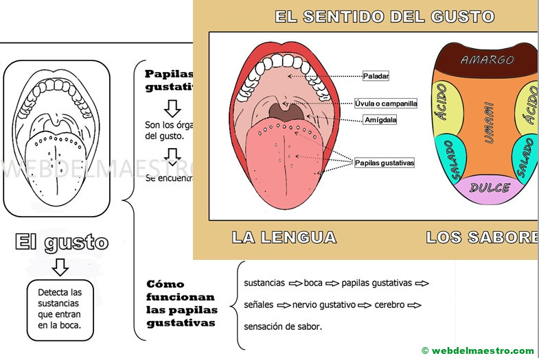 Como funciona el sentido del gusto