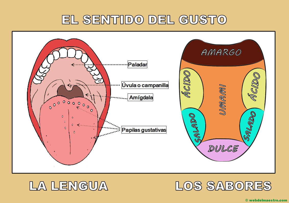 Sentido Del Gusto | Los Sabores - Web Del Maestro