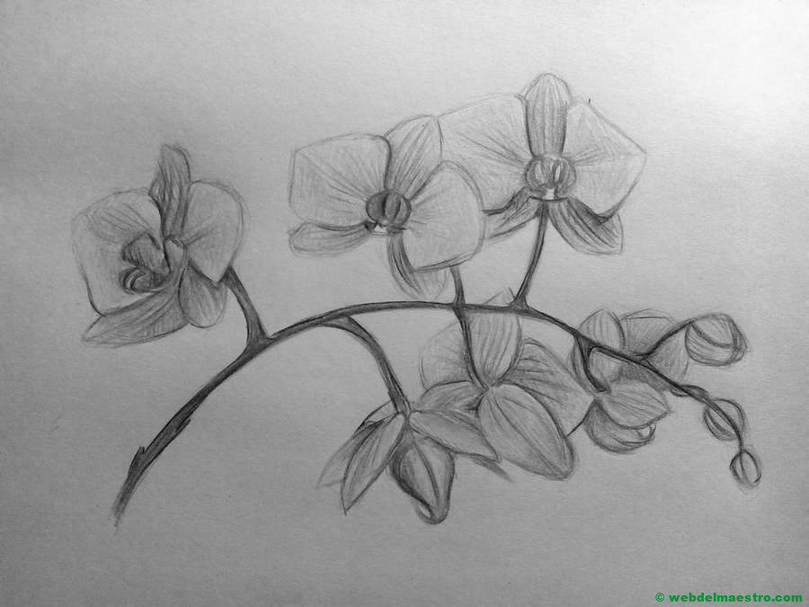 Dibujo A Lapiz De Orquideas Web Del Maestro